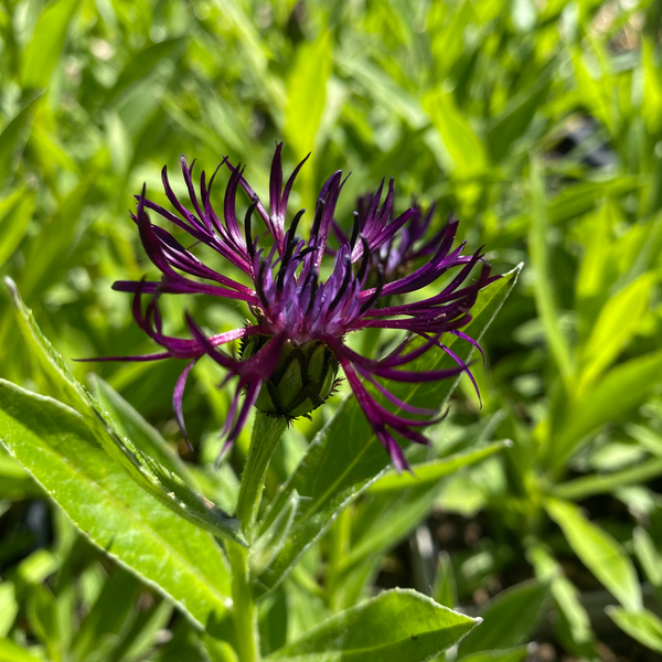Centaurea montana 'Jordy' Flockenblume