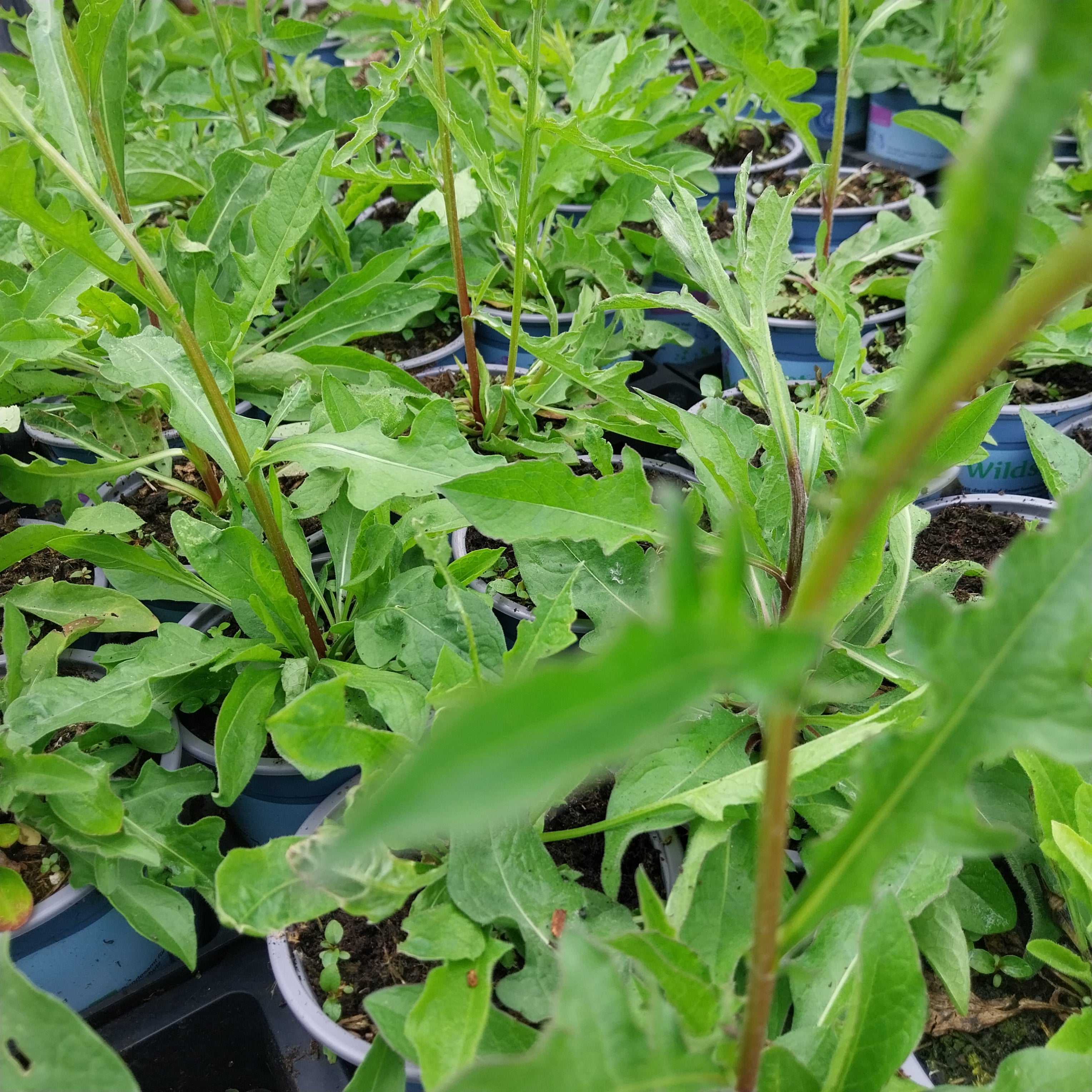 Schwarze Flockenblume 