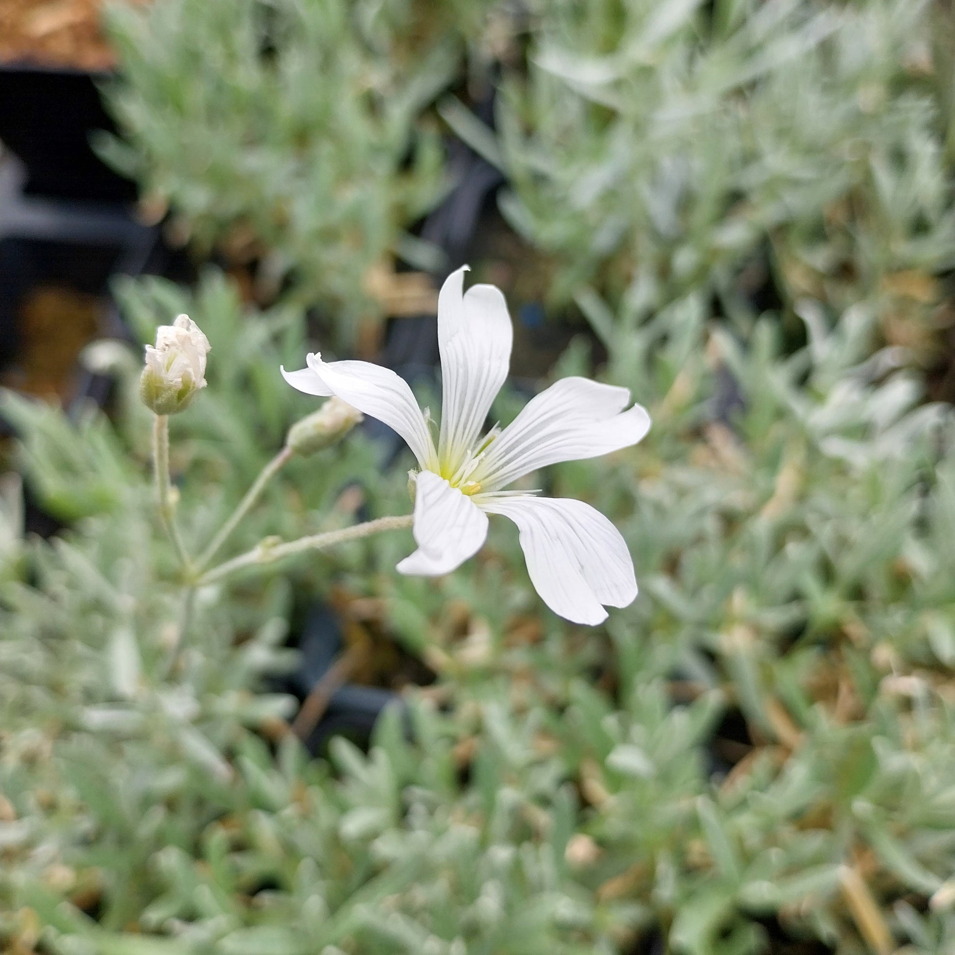 Cerastium tomentosum 'Silberteppich' Hornkraut
