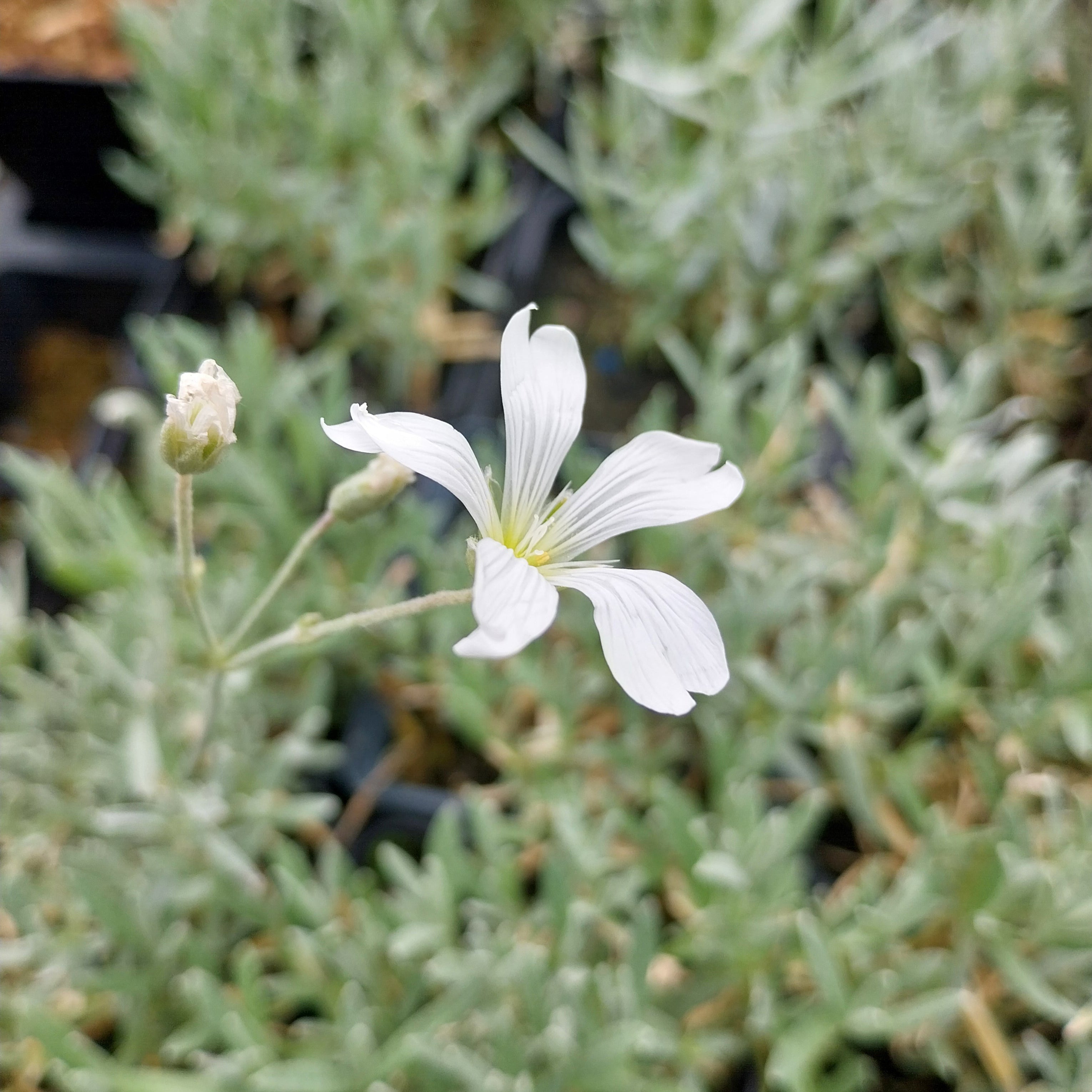 Cerastium tomentosum 'Silberteppich' Hornkraut