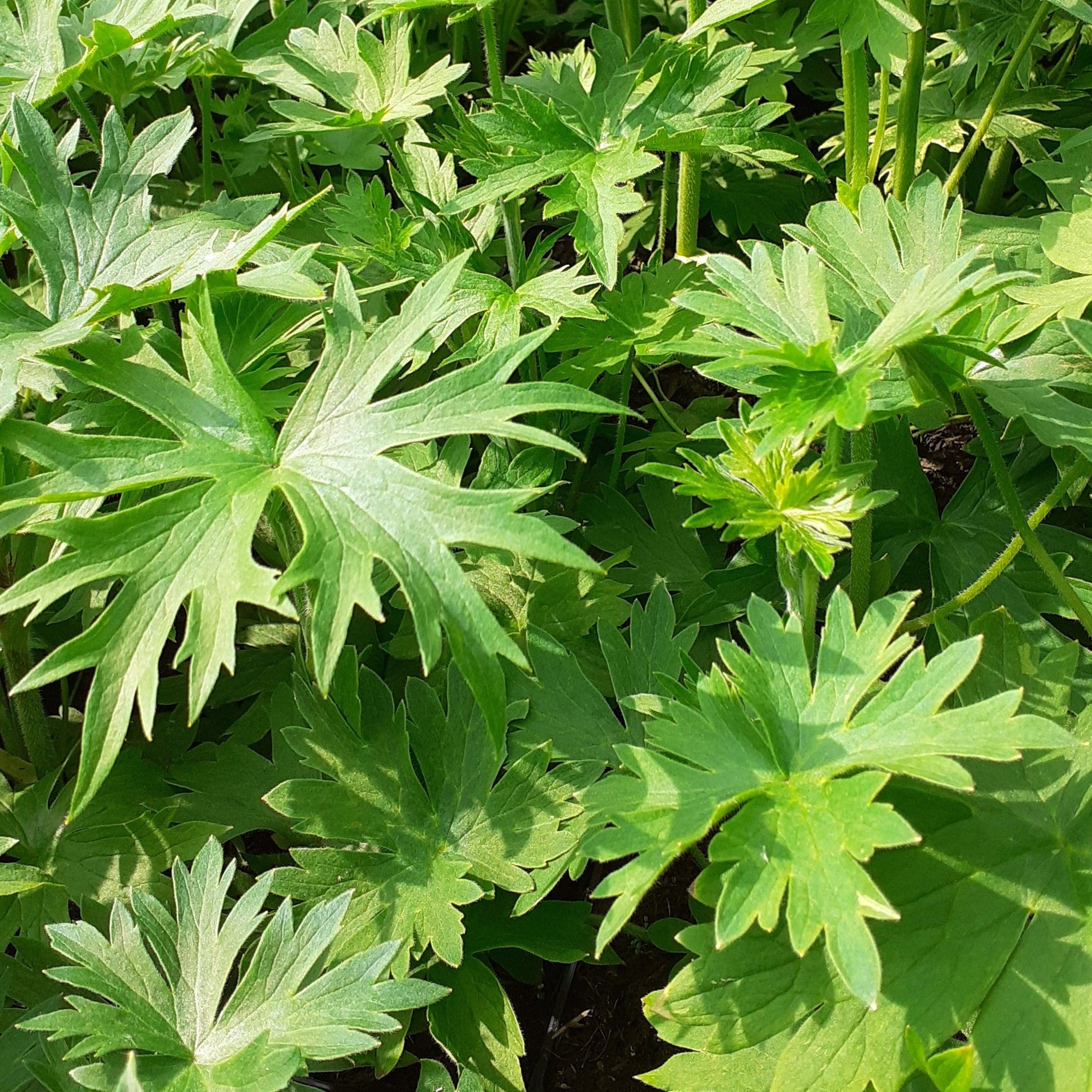 : Delphinium × belladonna ‘Casa Blanca’