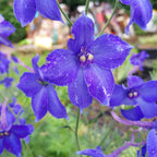 Delphinium × belladonna ‘Völkerfrieden’