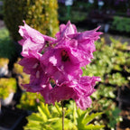 Delphinium × cultorum Pacific ‘Astolat’ Blüte