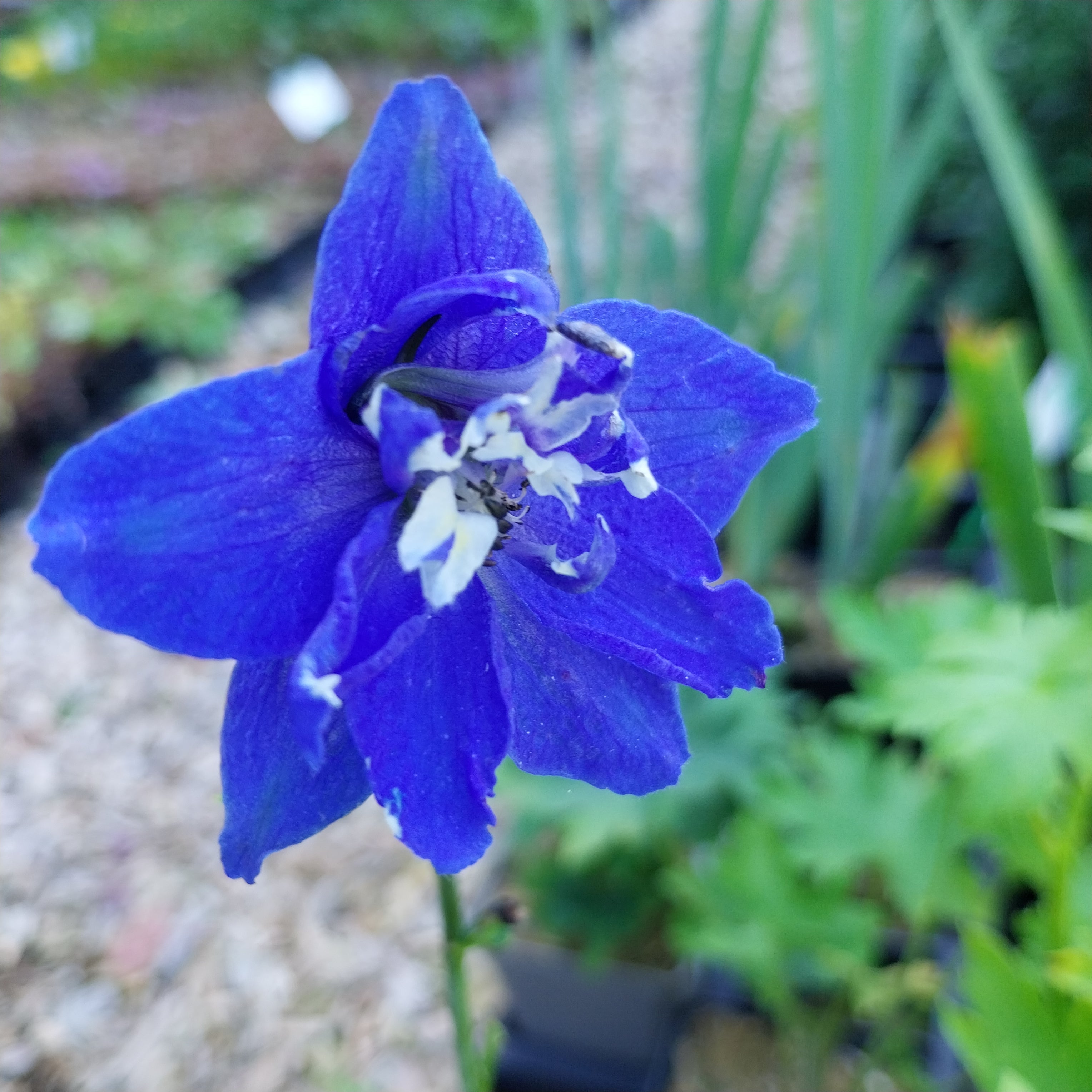 Delphinium × cultorum Pacific ‘Blue Bird’ Blüte