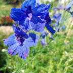 Delphinium grandiflorum ‘Blauer Zwerg’ Blüte