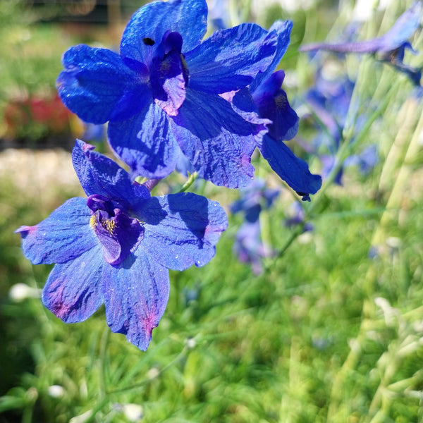 Delphinium grandiflorum ‘Blauer Zwerg’ Blüte