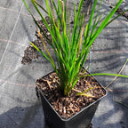 Deschampsia cespitosa ‘Waldschrat’ im Topf
