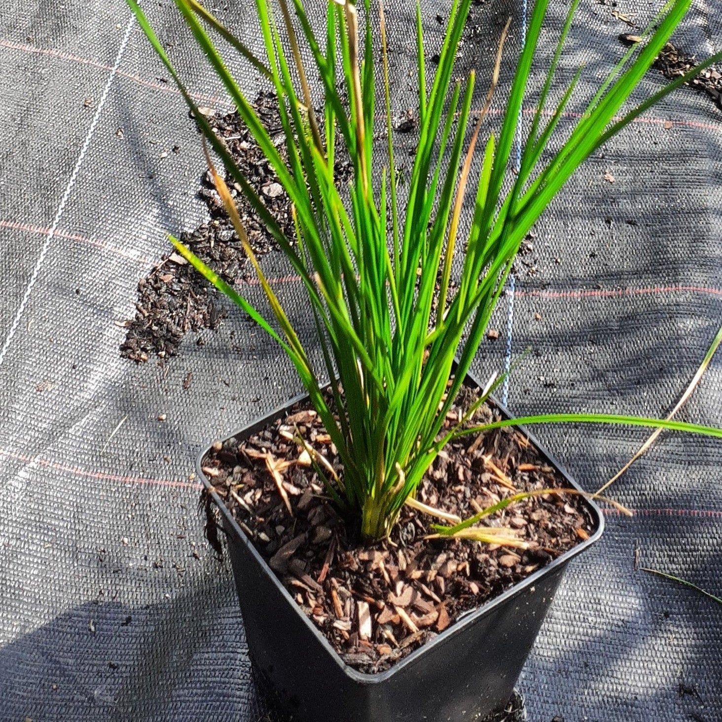 Deschampsia cespitosa ‘Waldschrat’ im Topf