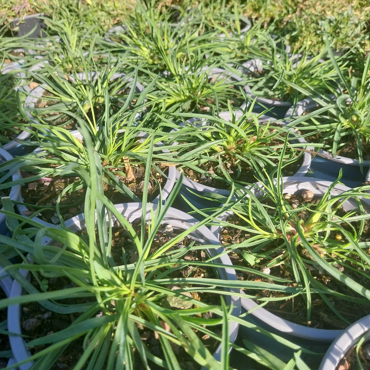 Dianthus carthusianorum Kartäuser-Nelke