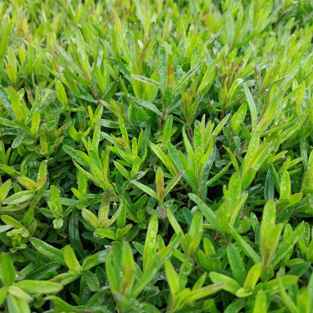 Dianthus deltoides 'Brillant' Heide-Nelke