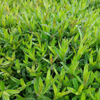 Dianthus deltoides 'Brillant' Heide-Nelke