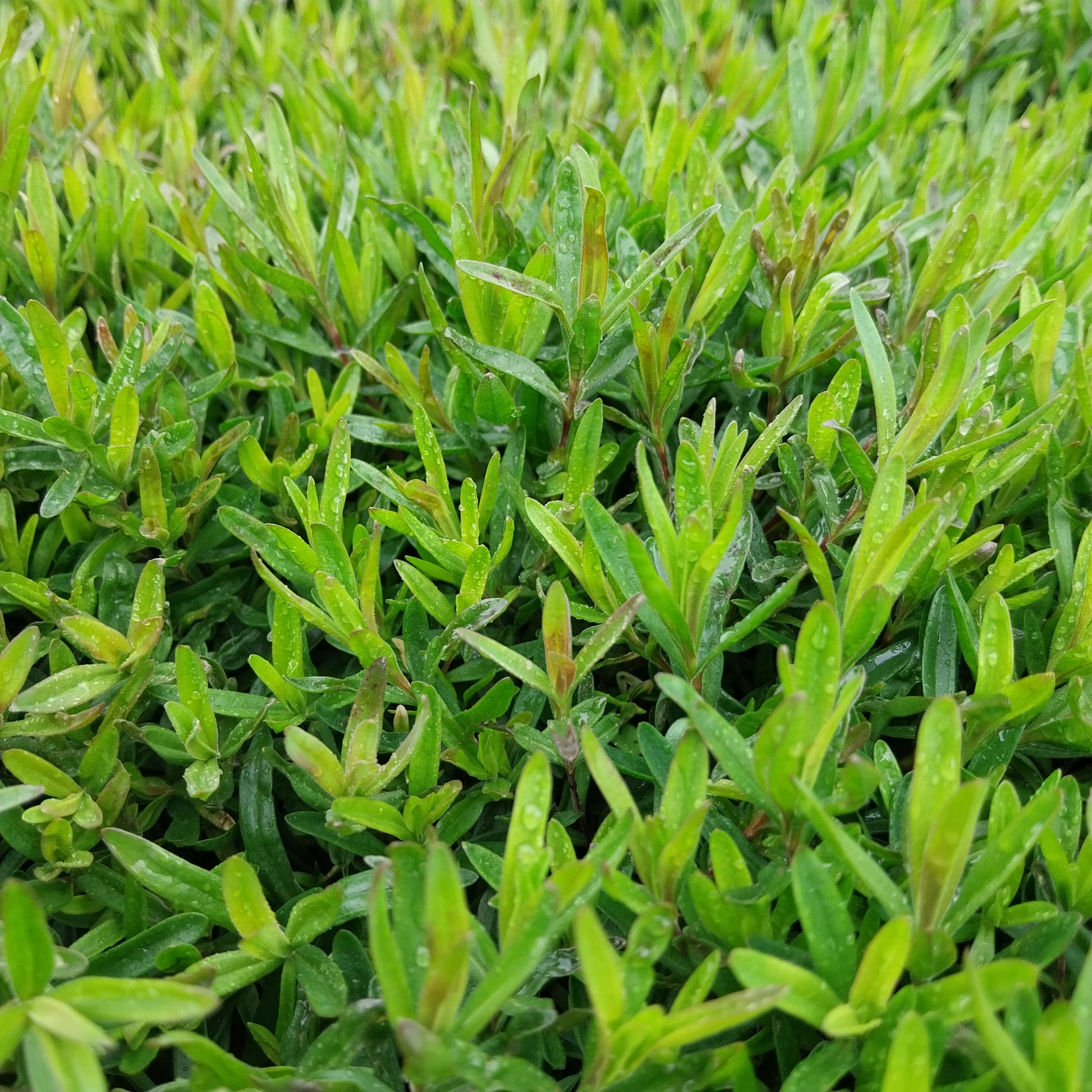 Dianthus deltoides 'Brillant' Heide-Nelke