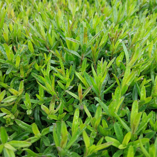 Dianthus deltoides 'Brillant' Heide-Nelke