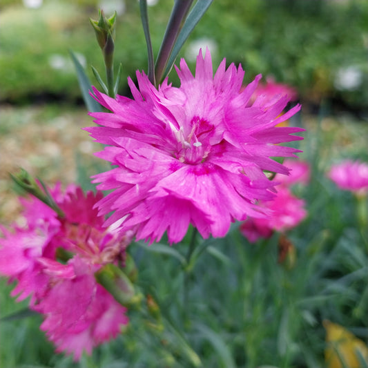 Dianthus plumarius 'Roseus' Feder-Nelke