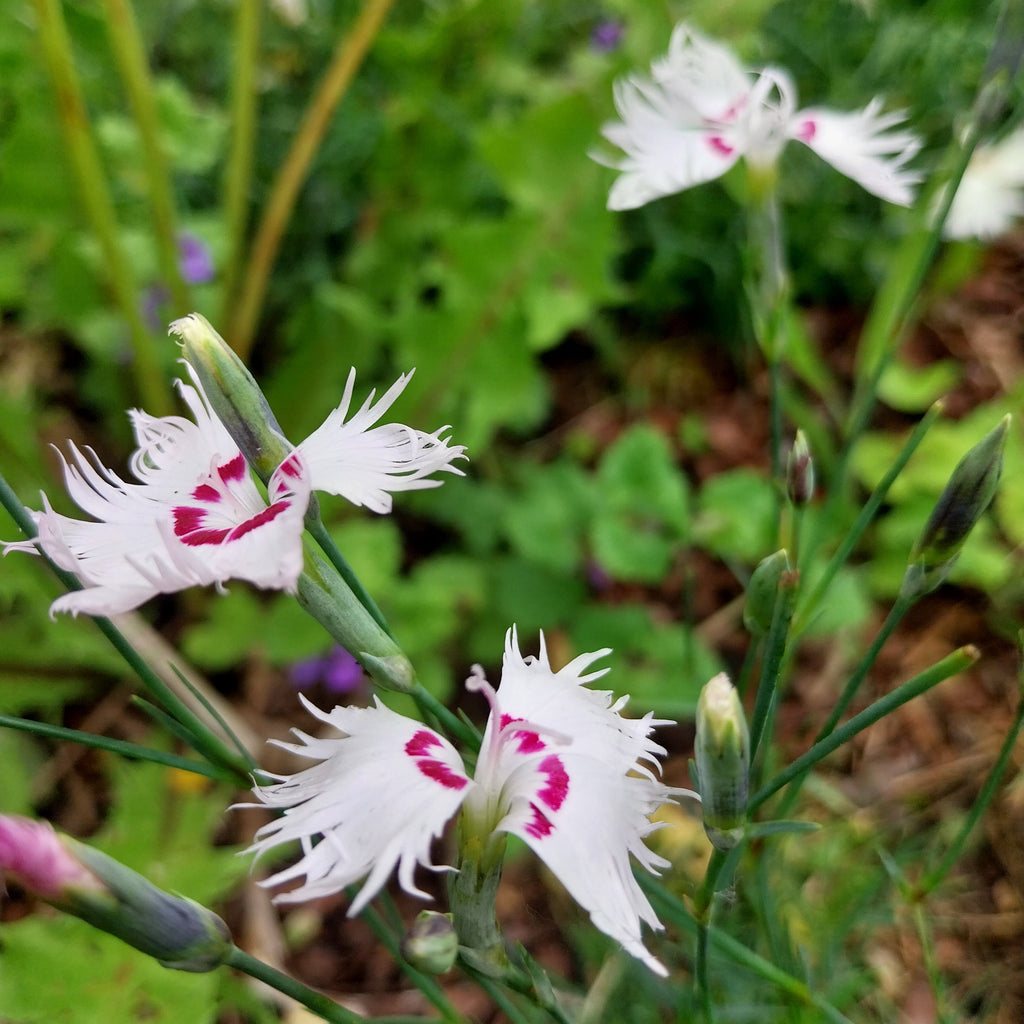 Dianthus spiculifolius