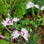 Dianthus spiculifolius