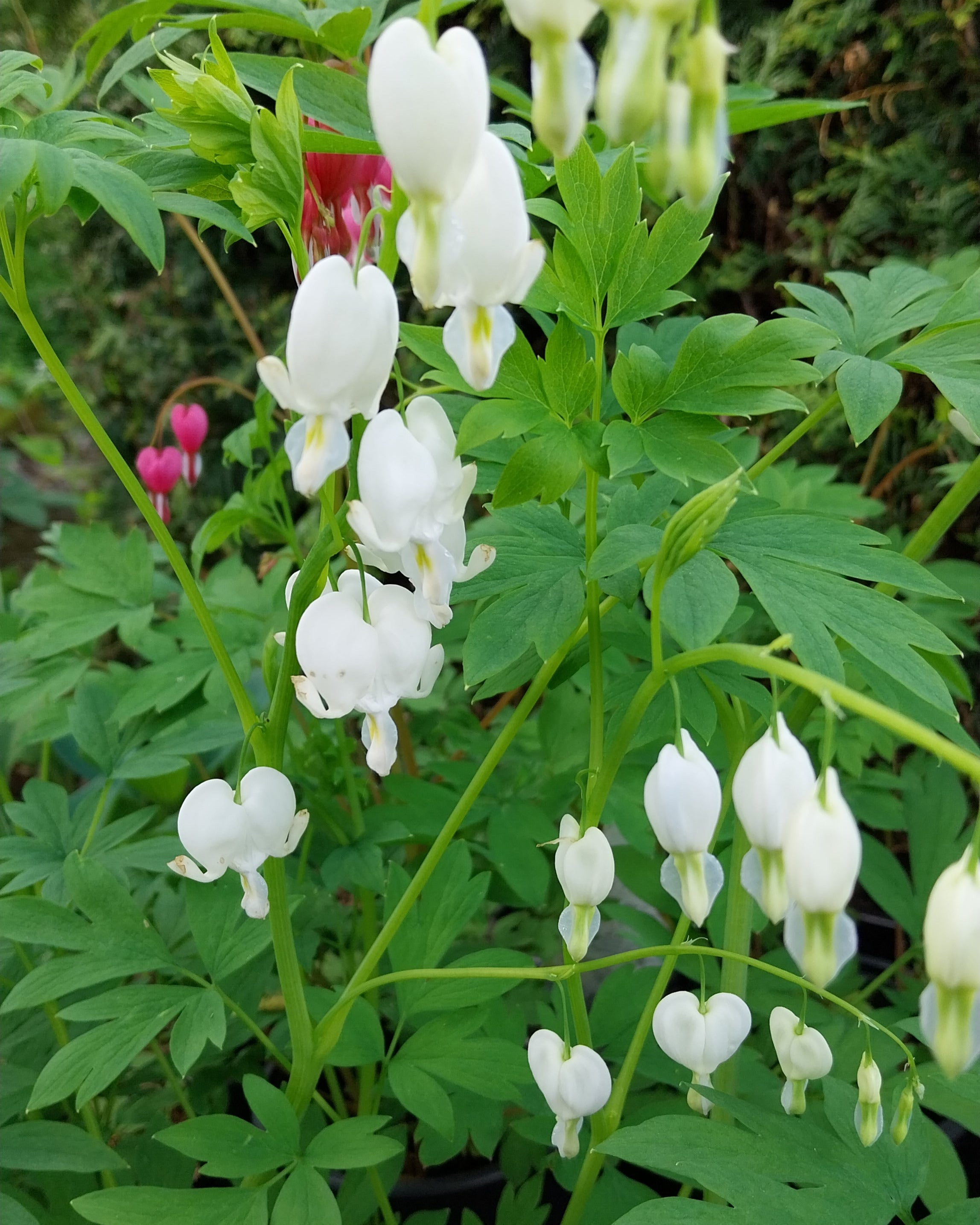 Dicentra spectabilis 'Alba' Hohe Herzblume, Tränendes Herz