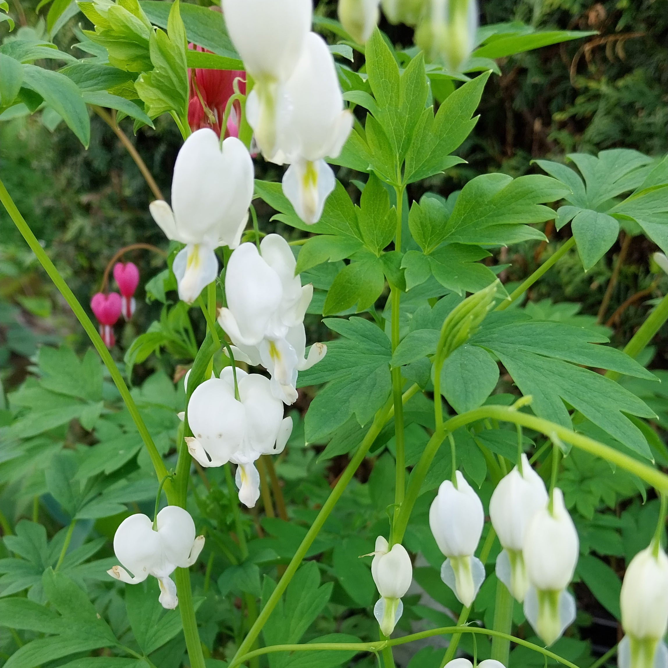 Dicentra spectabilis ‘Alba’ – Weißes Tränendes Herz in Blüte
