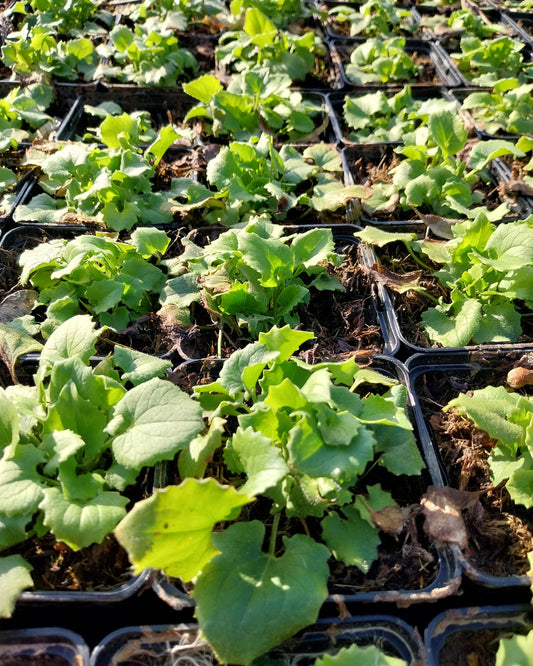 Doronicum orientale 'Little Leo' Gämswurz
