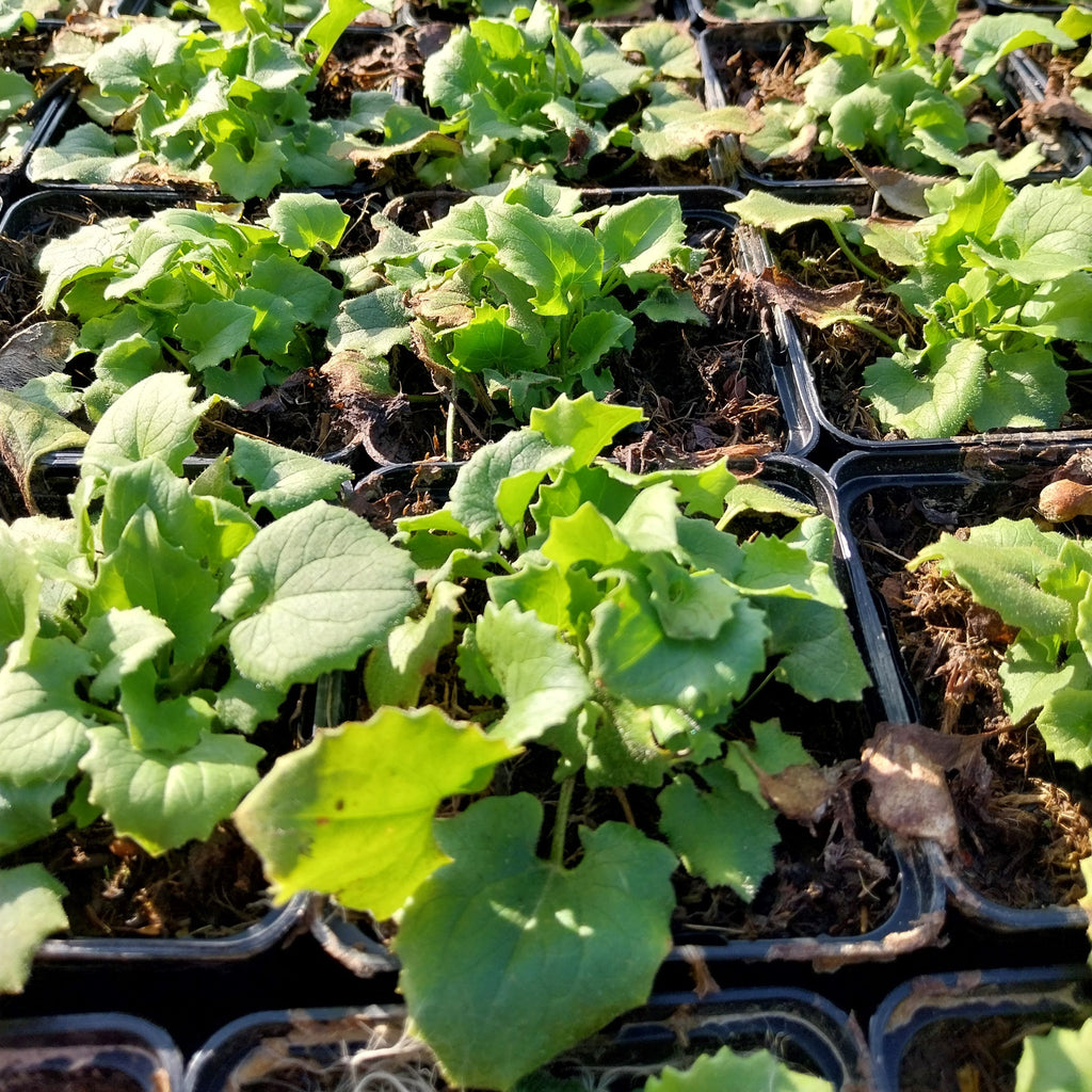 Doronicum orientale 'Little Leo' Gämswurz