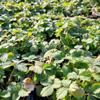 Duchesnea indica Scheinerdbeere, Trugerdbeere