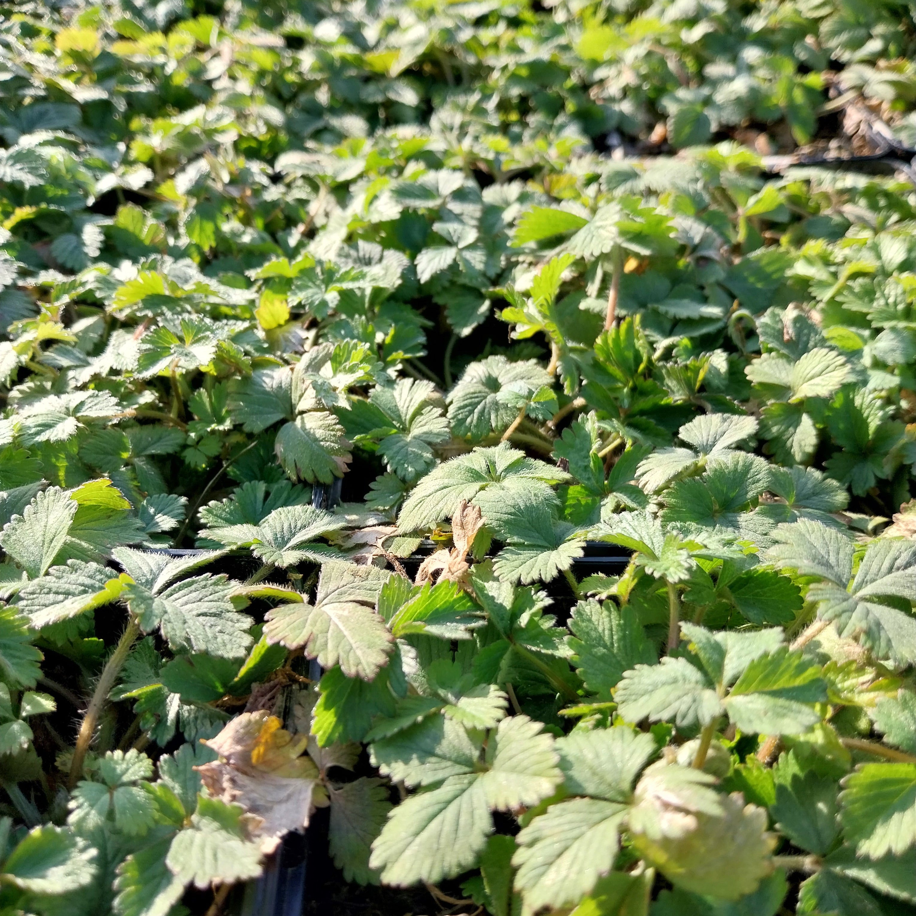 Duchesnea indica Scheinerdbeere, Trugerdbeere