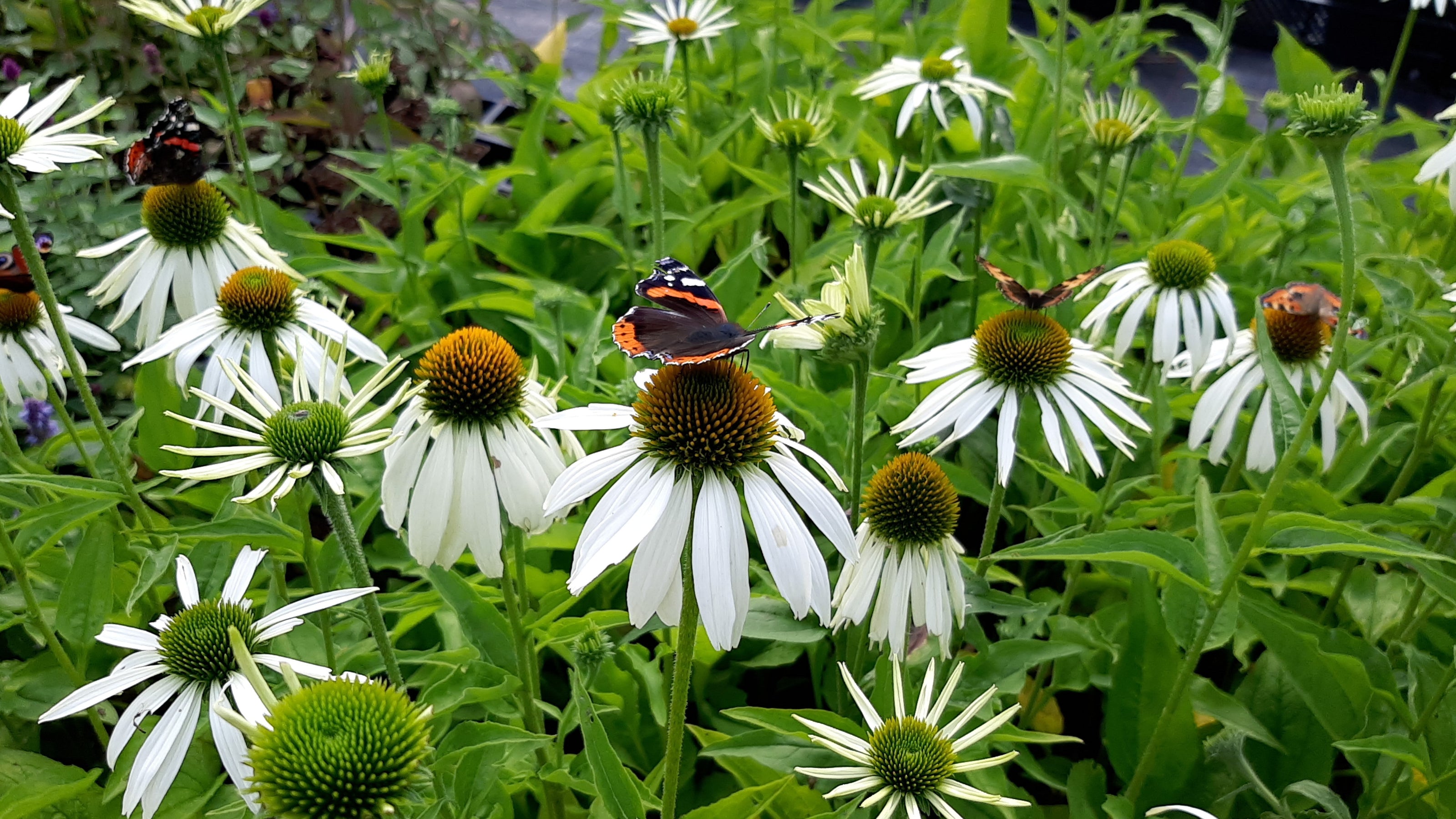 Echinacea-Sonnenhut