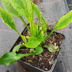 Echinacea purpurea ‘Alba’