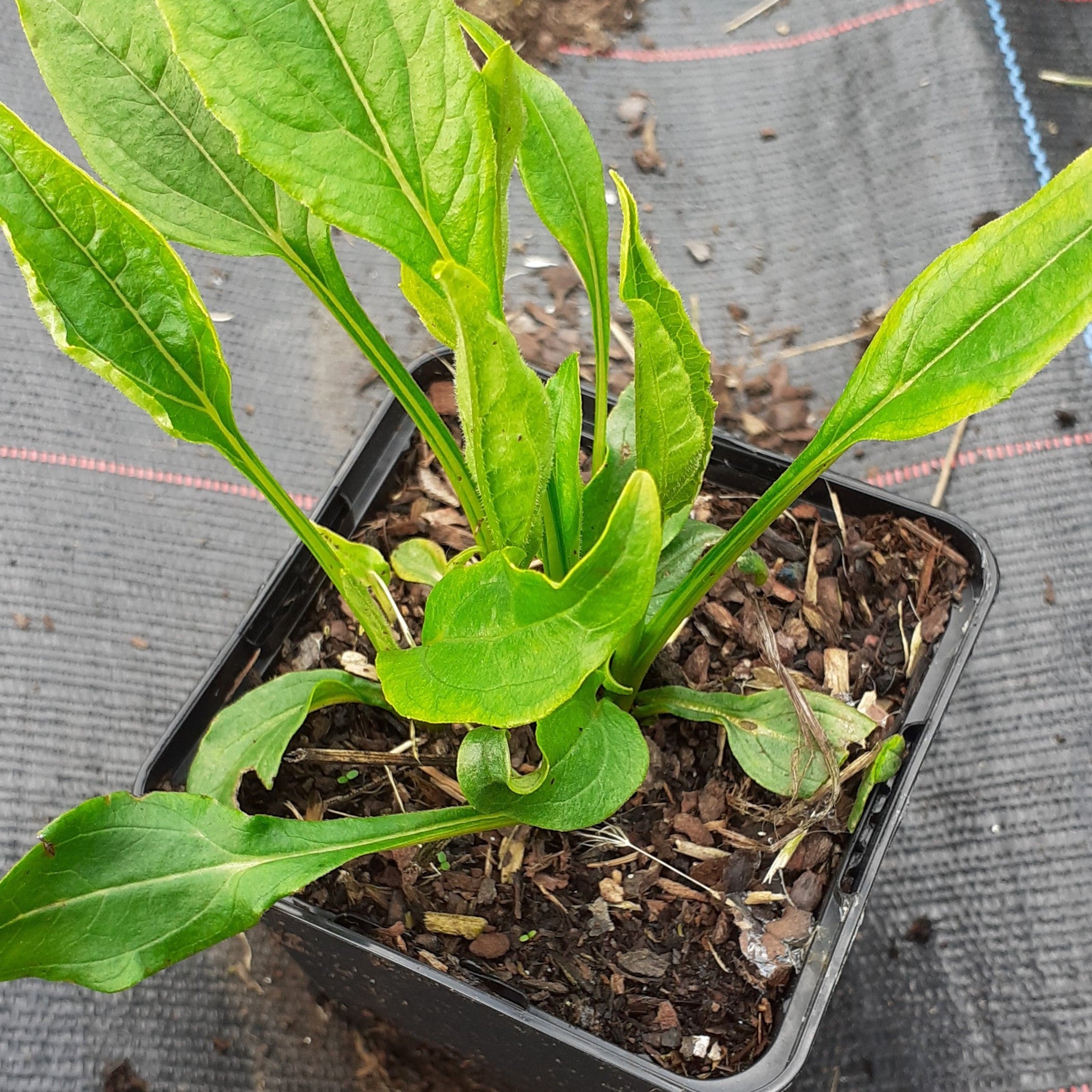 Echinacea purpurea ‘Alba’