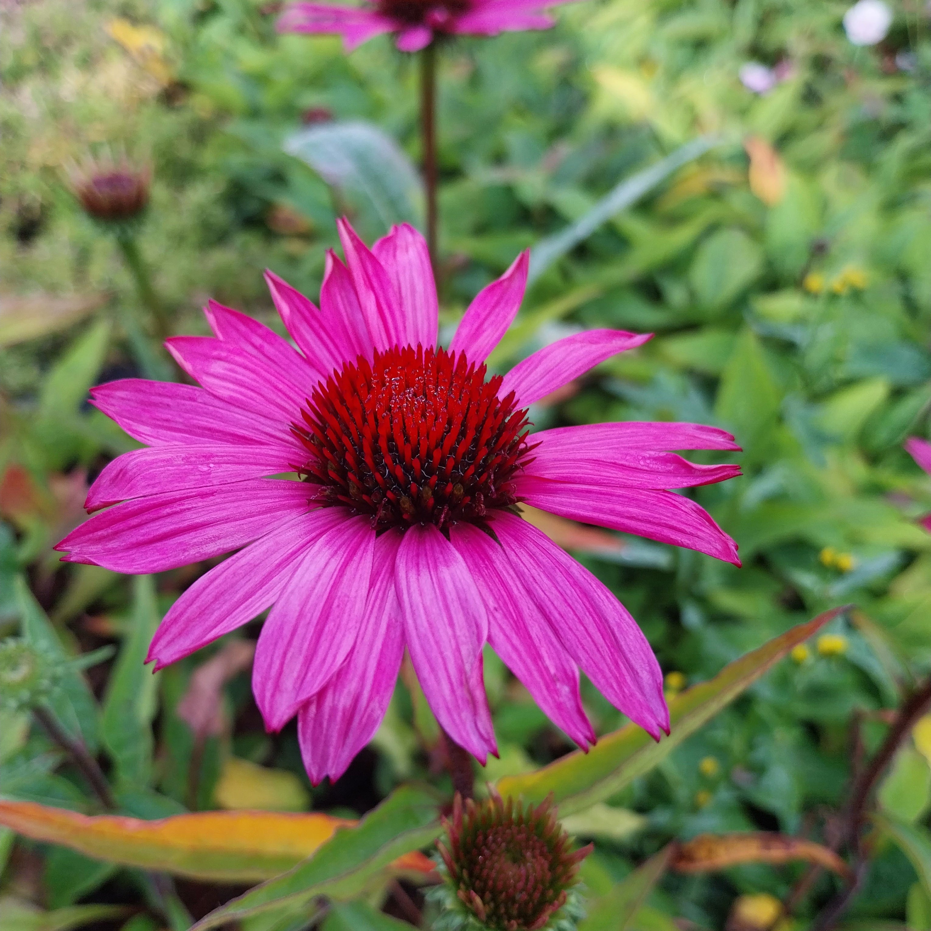 Echinacea purpurea ‘Magnus’