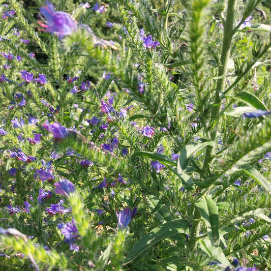 Echium vulgare Gewöhnlicher Natternkopf