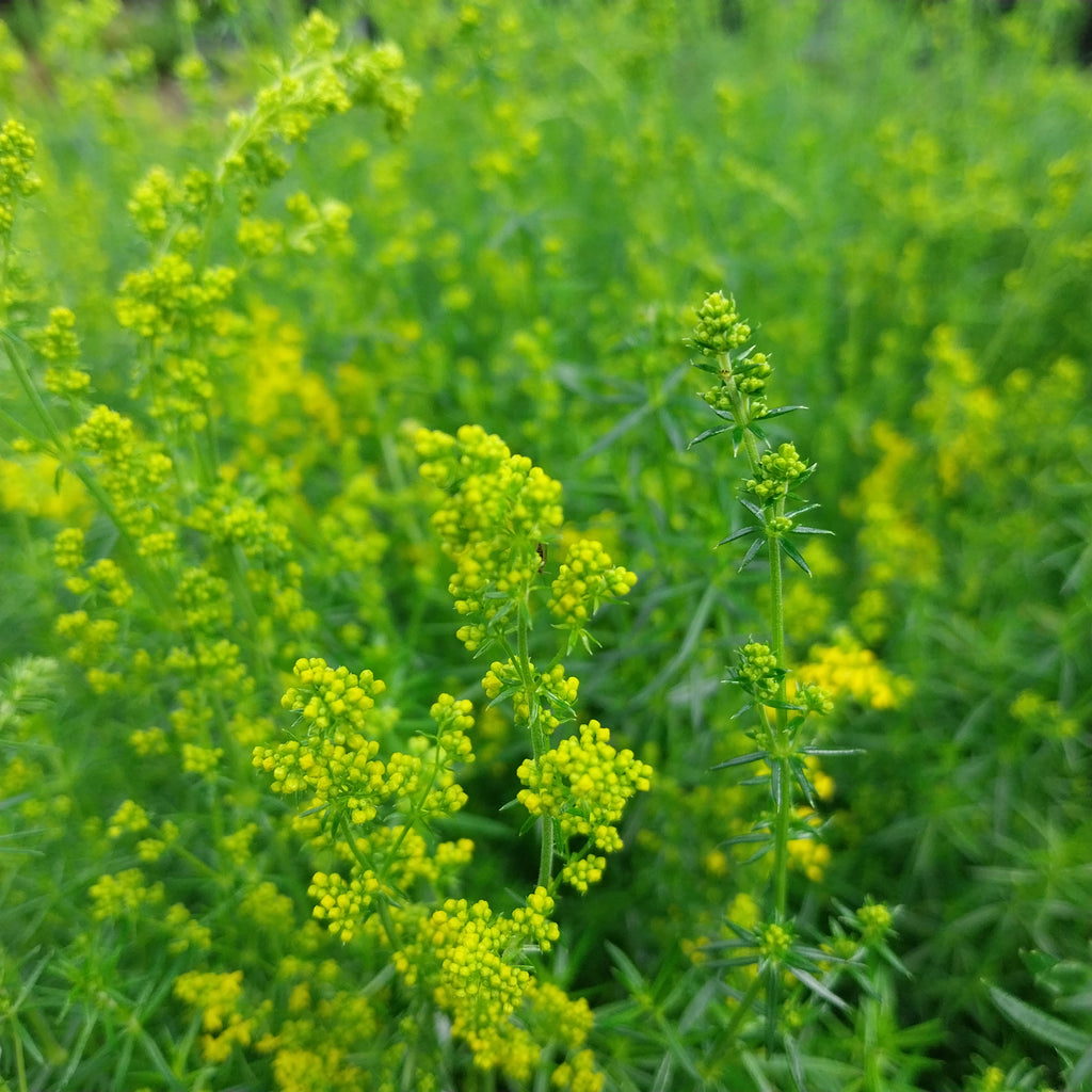  Echtes Labkraut 
