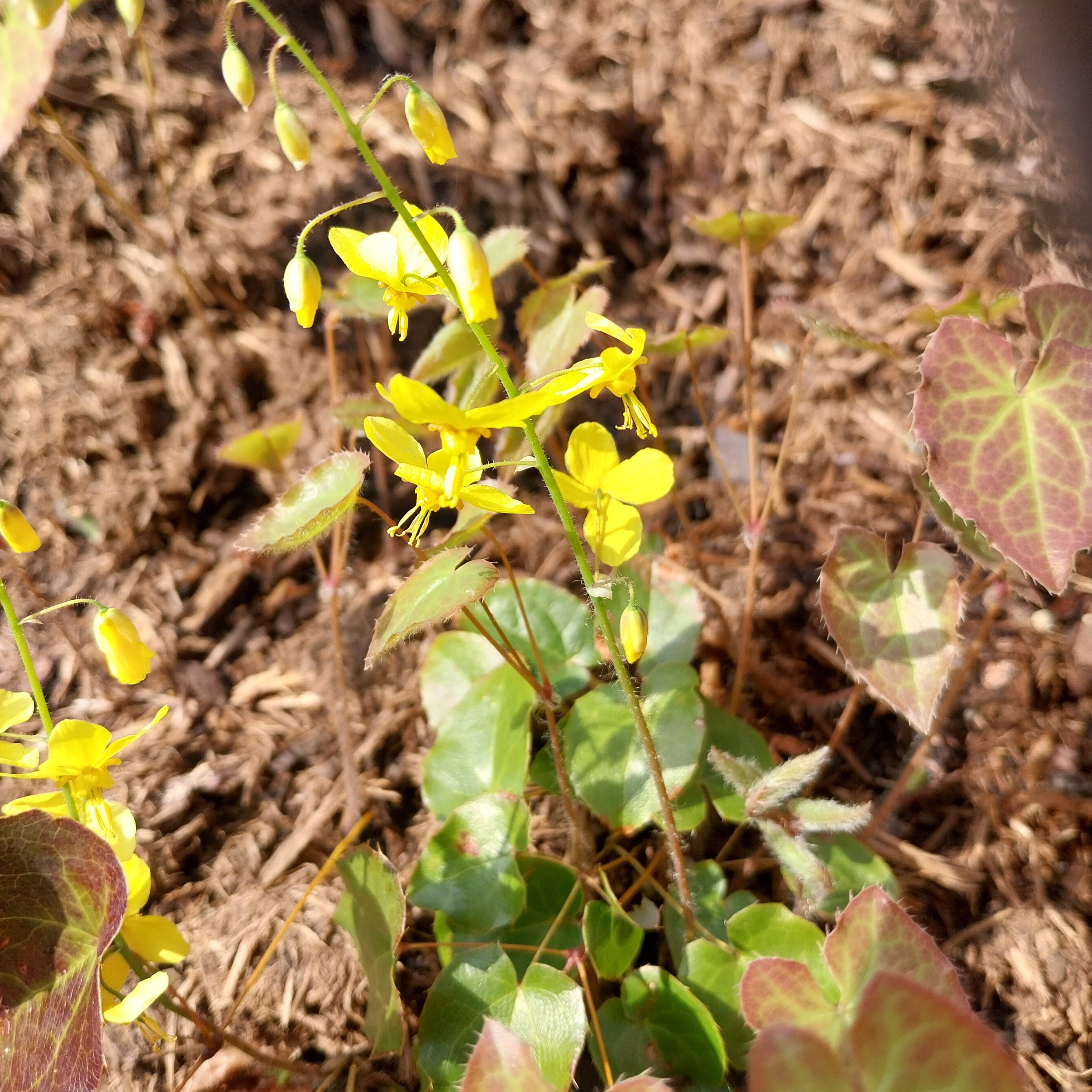 Epimedium × perralchicum 'Frohnleiten' Blüte
