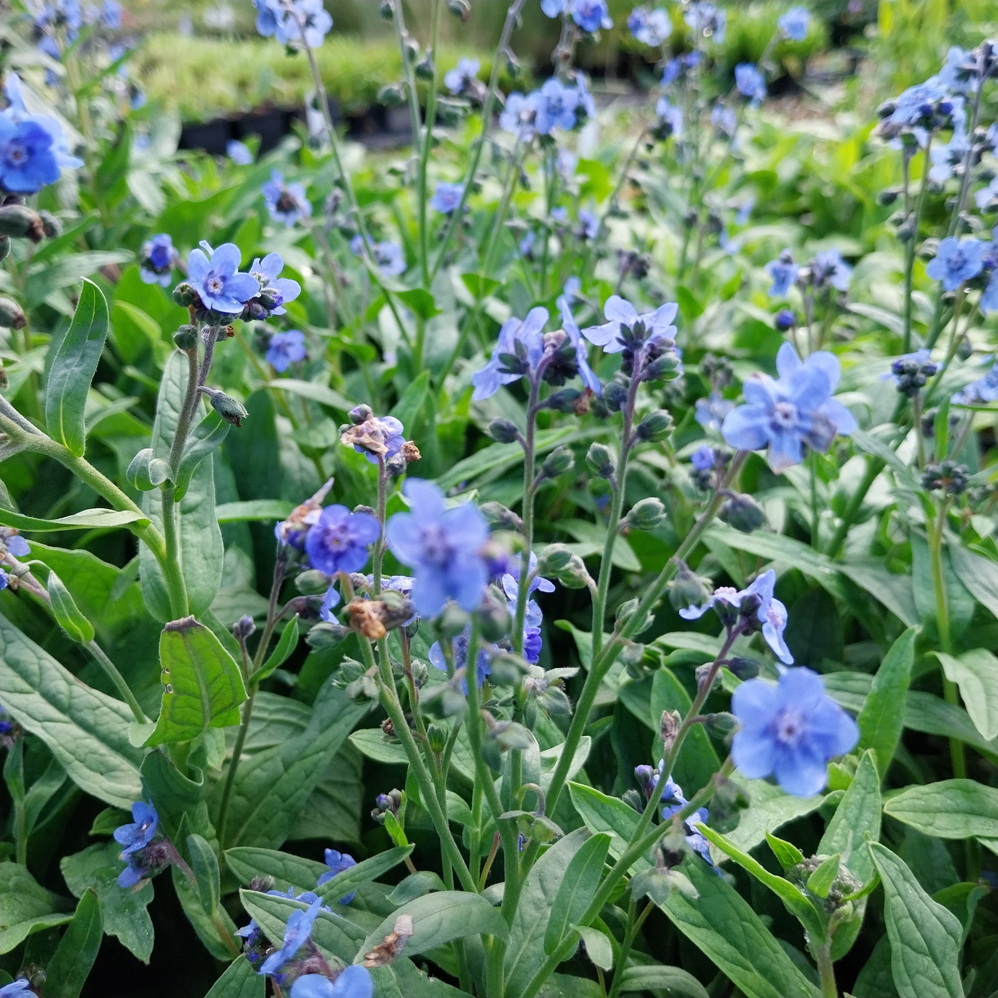 1 Eritrichium canum Hybr. 'Baby Blues' Himmelsherold