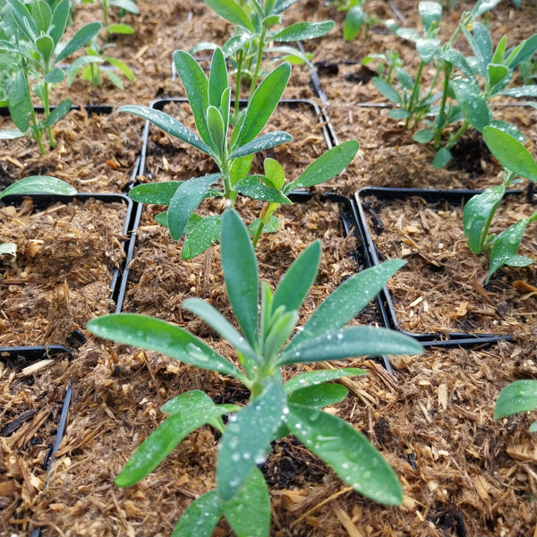 Euphorbia characias subsp. wulfenii