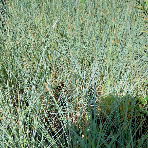 Festuca glauca Blau Schwingel