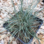 Festuca glauca Blau Schwingel