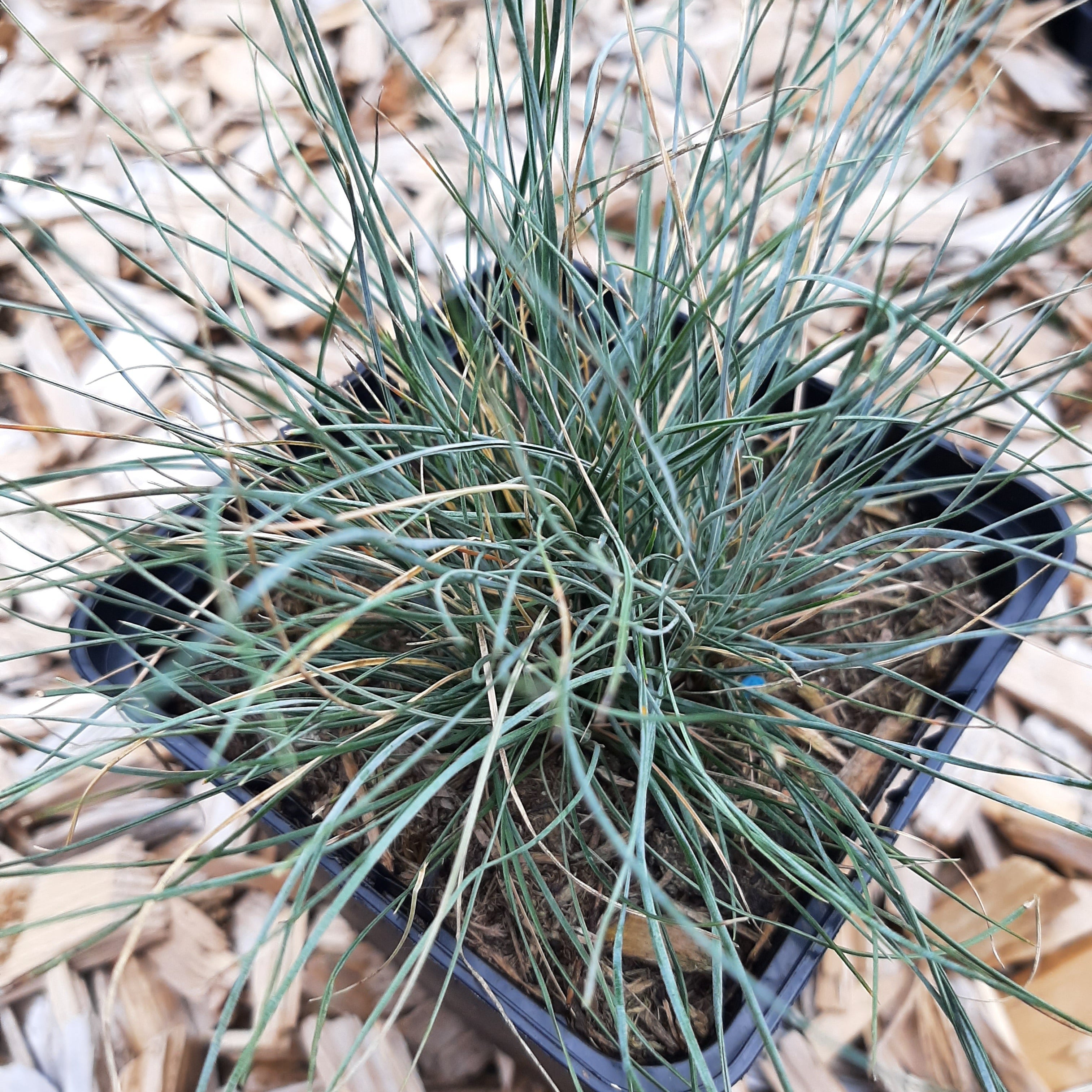 Festuca glauca Blau Schwingel