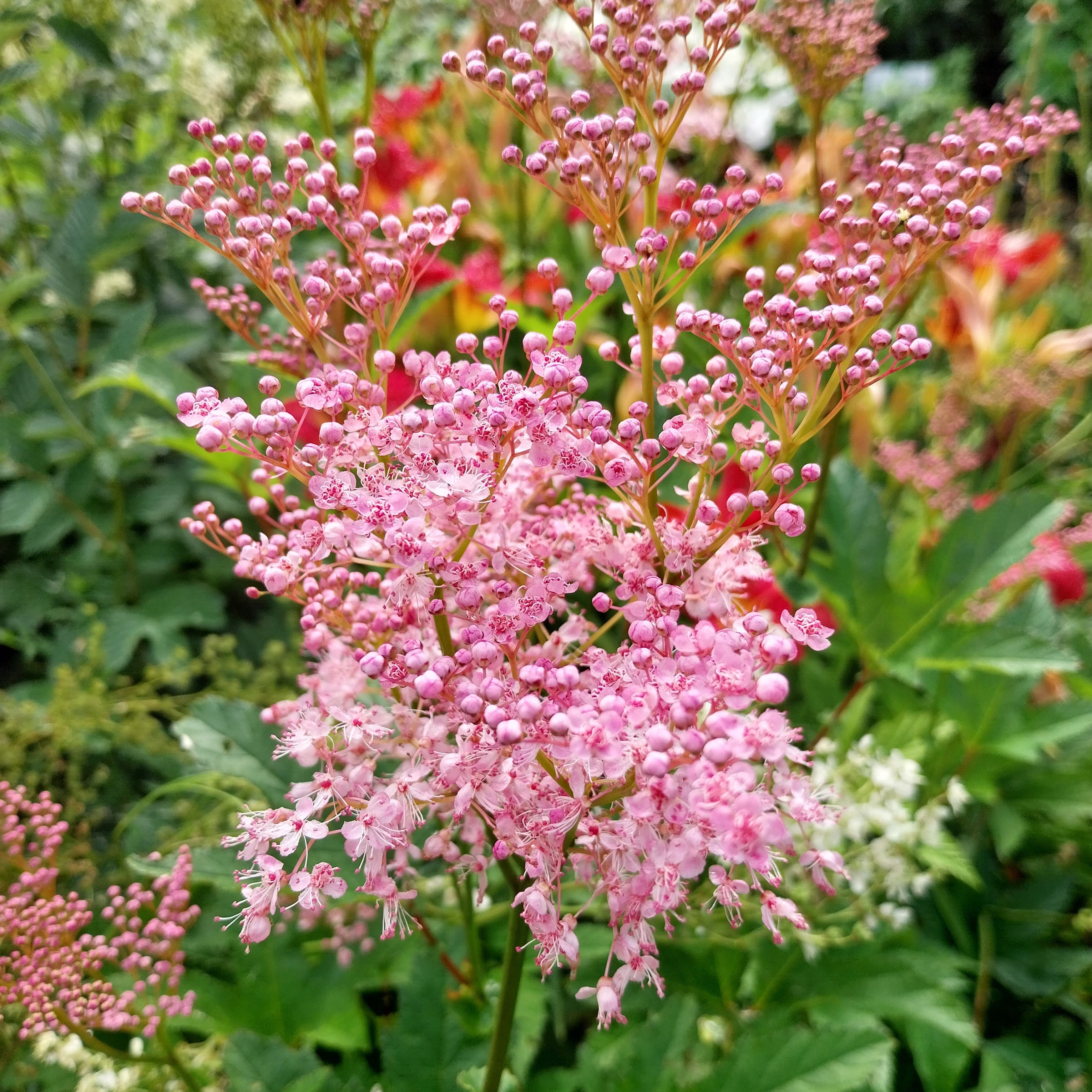 Filipendula rubra 'Venusta' Mädesüß