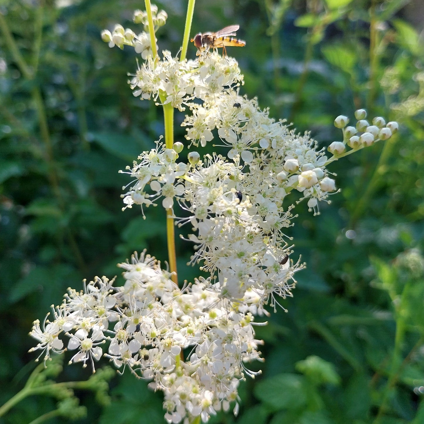 Filipendula ulmaria Sumpf-Mädesüß