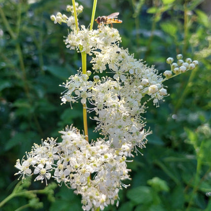 Filipendula ulmaria Sumpf-Mädesüß