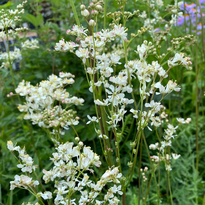 Filipendula vulgaris Knollen-Mädesüß