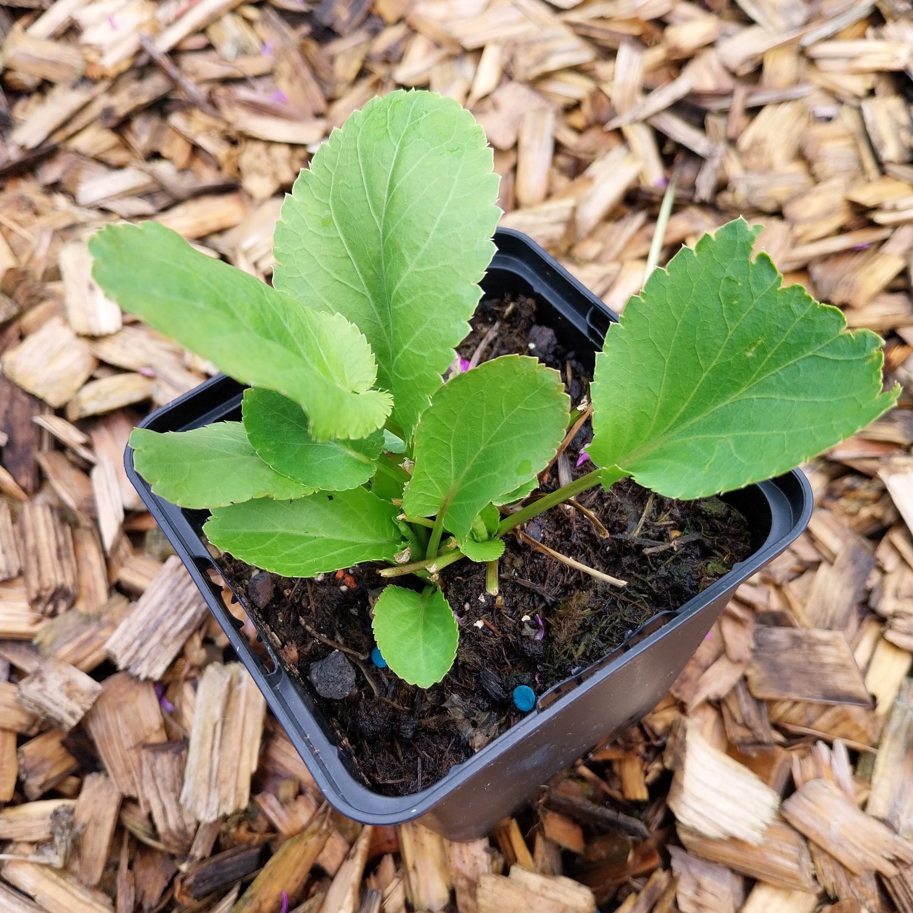 Eryngium planum