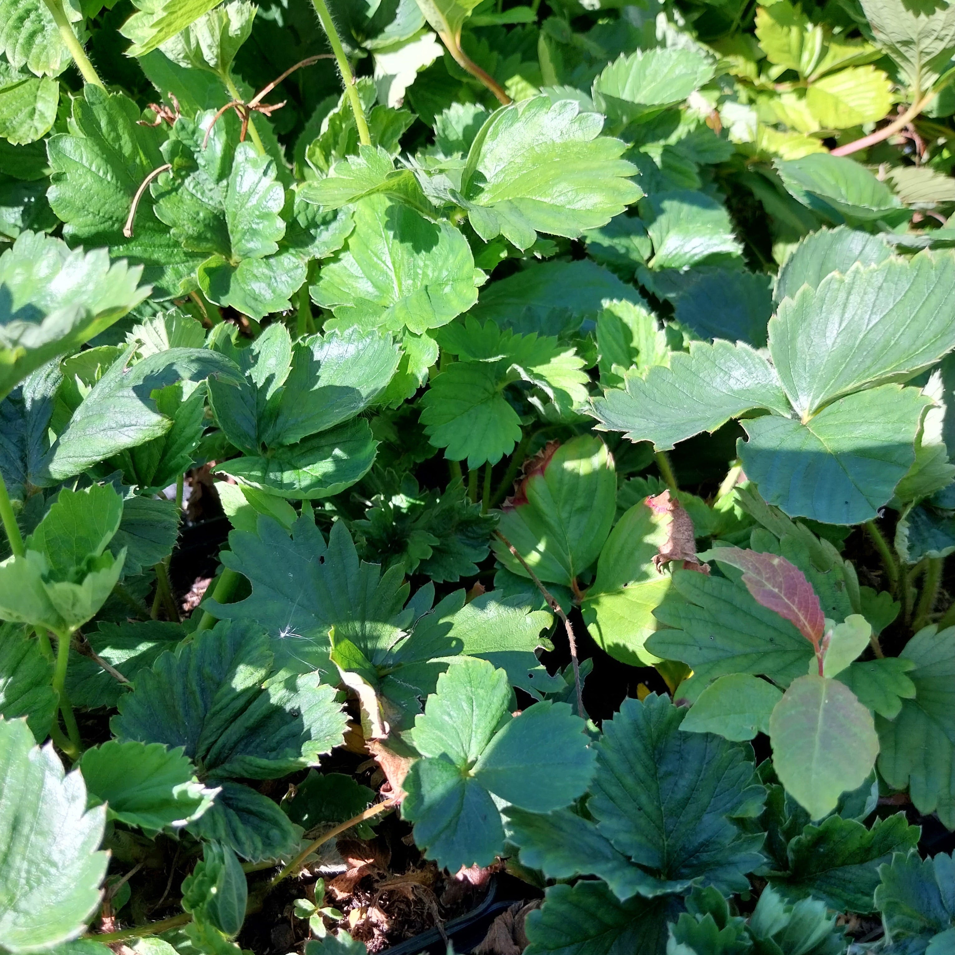 Fragaria × ananassa – Garten-Erdbeere