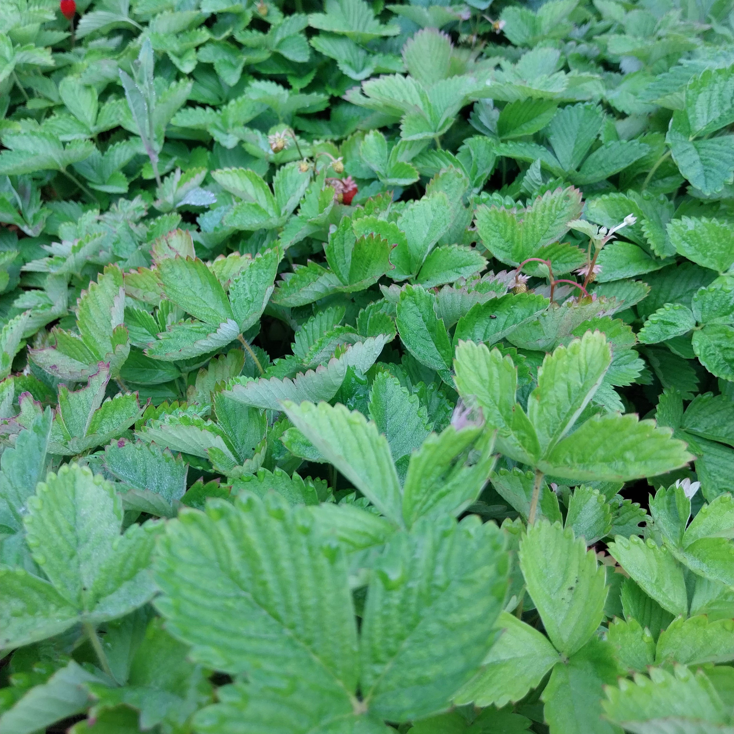 Fragaria vesca var. semperflorens ‘Alexandria’ 