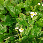Fragaria vesca var. vesca – Wald-Erdbeere