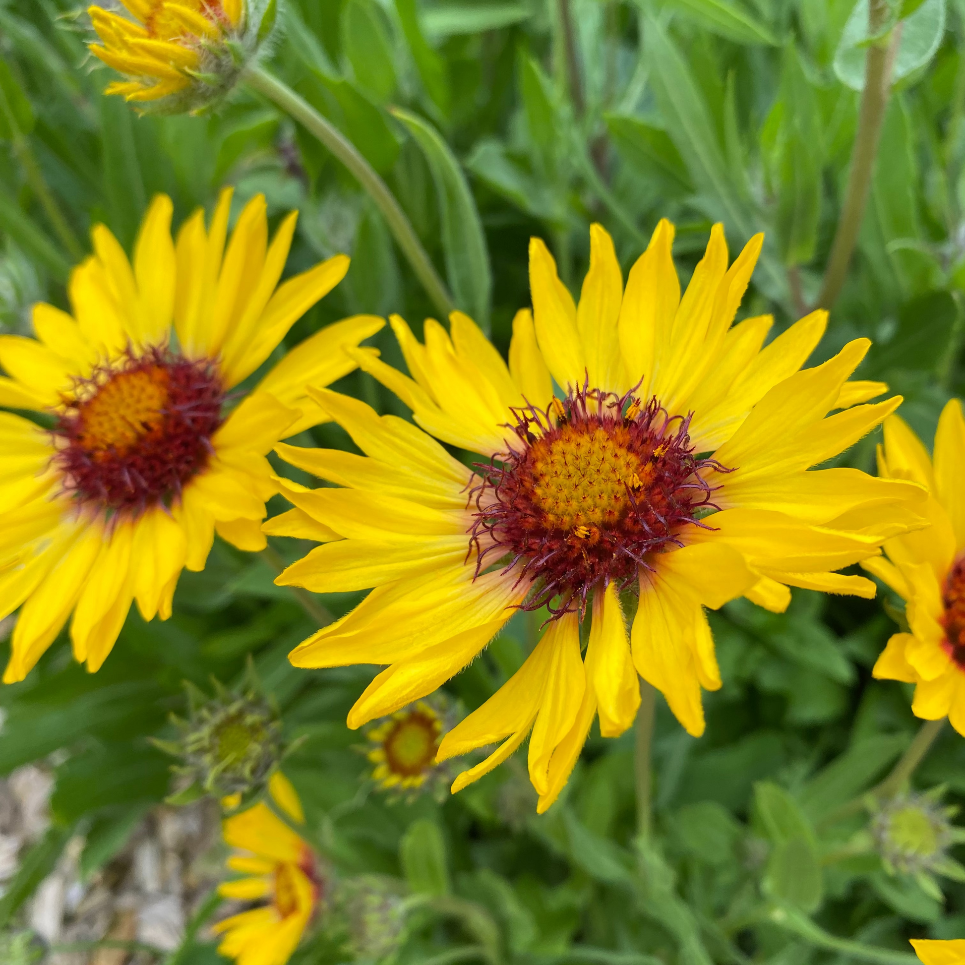 Gaillardia aristata 'Amber Wheels' Kokardenblume