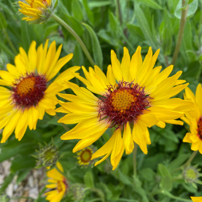 Gaillardia aristata 'Amber Wheels' Kokardenblume
