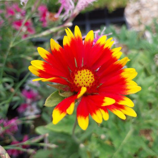 Gaillardia aristata Prärie-Kokardenblume