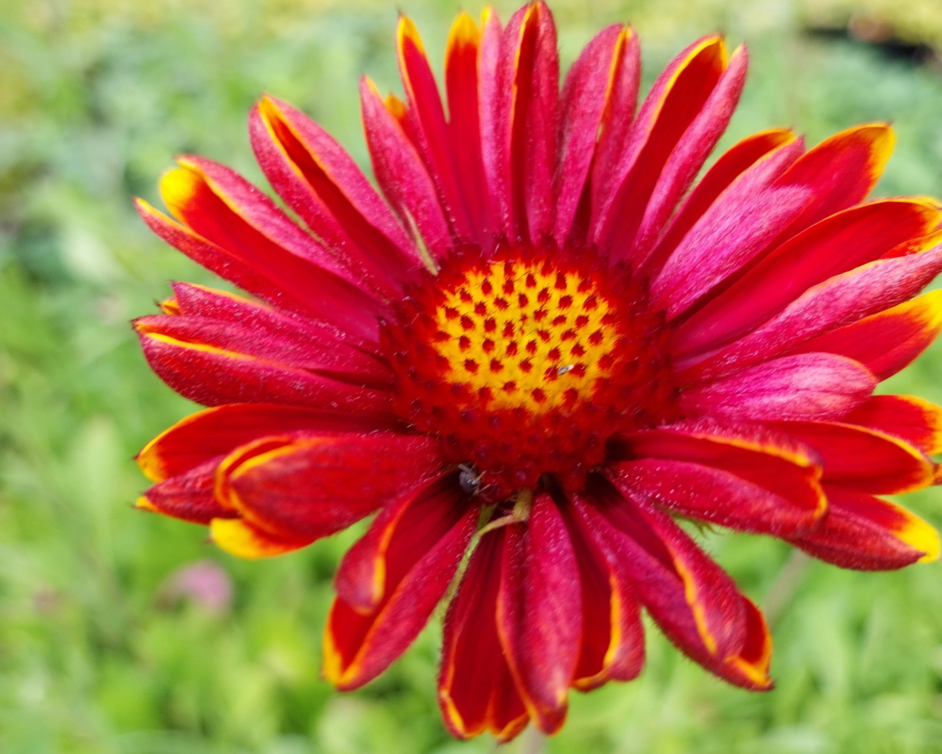 Gaillardia × grandiflora 'Burgunder' Kokardenblume